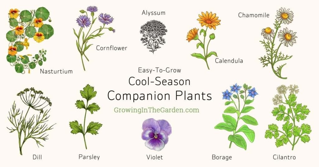 Easy-to-Grow Cool-Season Companion Plants