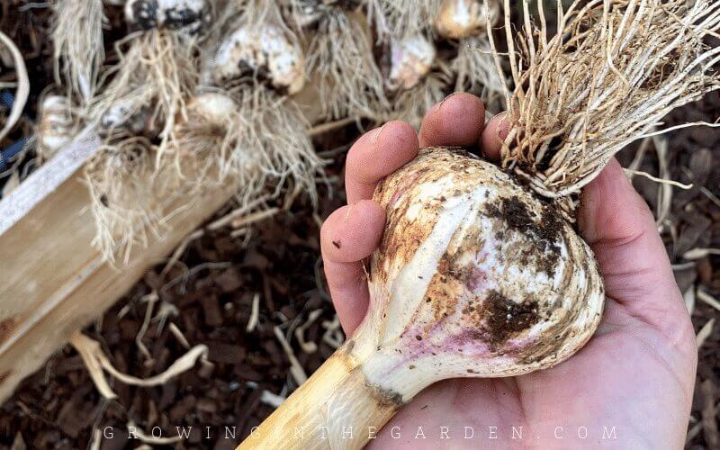 Easy to grow vegetable garlic 
