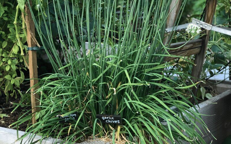 Easy to grow vegetable garlic chives