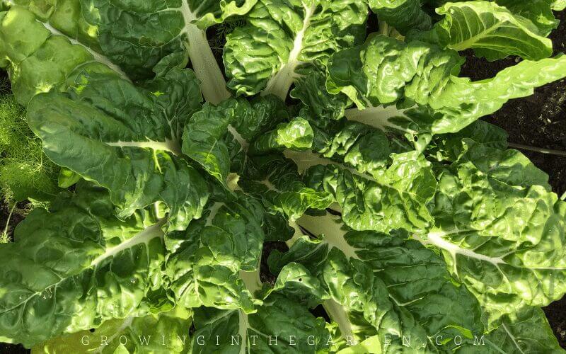 Easy to grow vegetable swiss chard