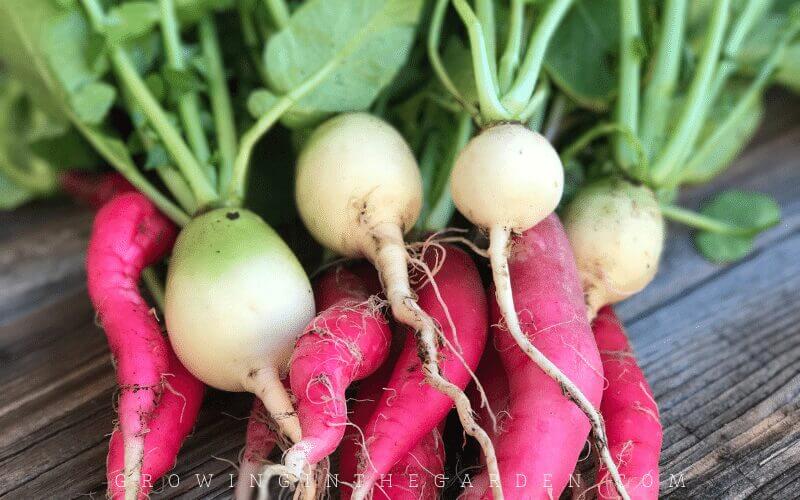 Easy to grow vegetable radishes