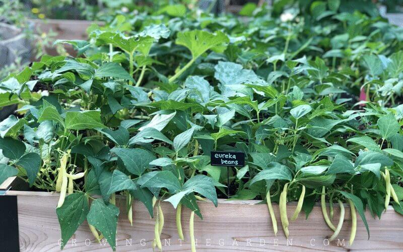 Easy to grow vegetable beans
