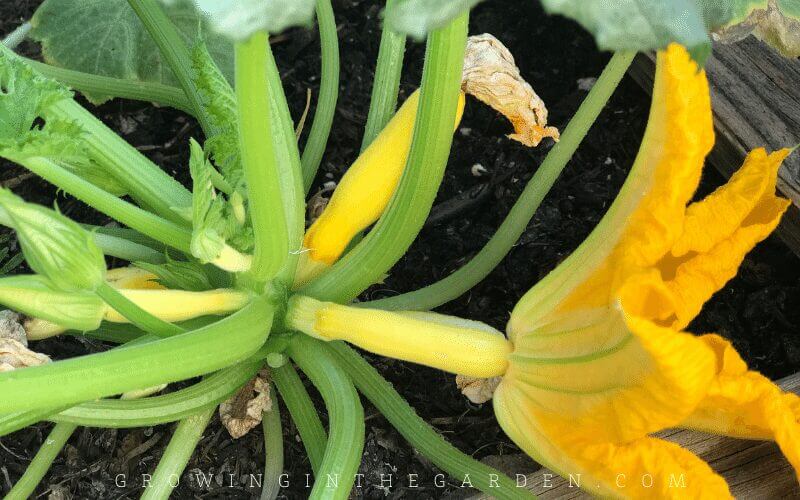 Easy to grow vegetable summer squash