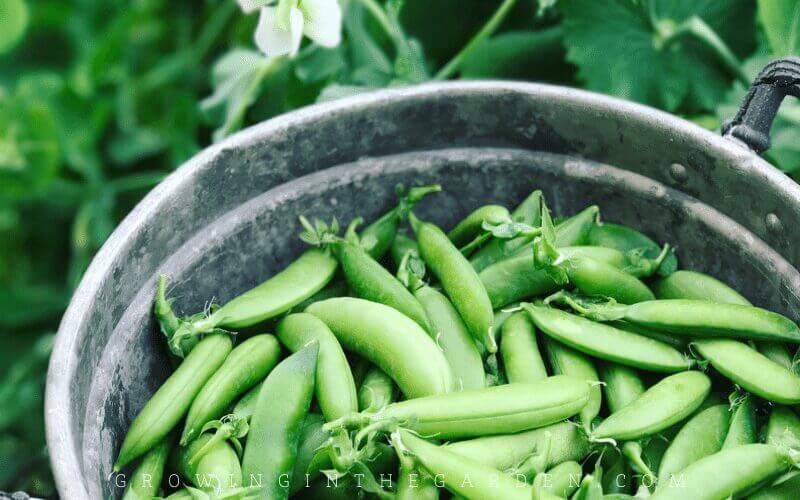 Easy to grow vegetable peas