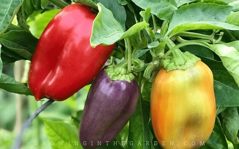 Easy to grow vegetable peppers