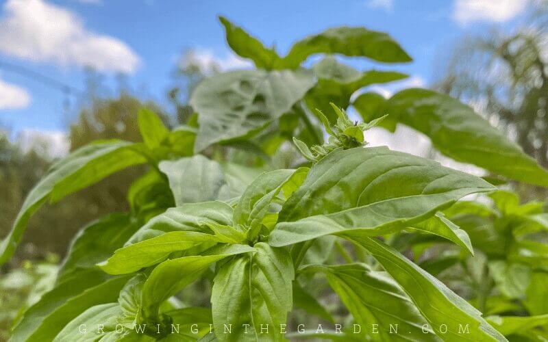 Easy to grow vegetable basil