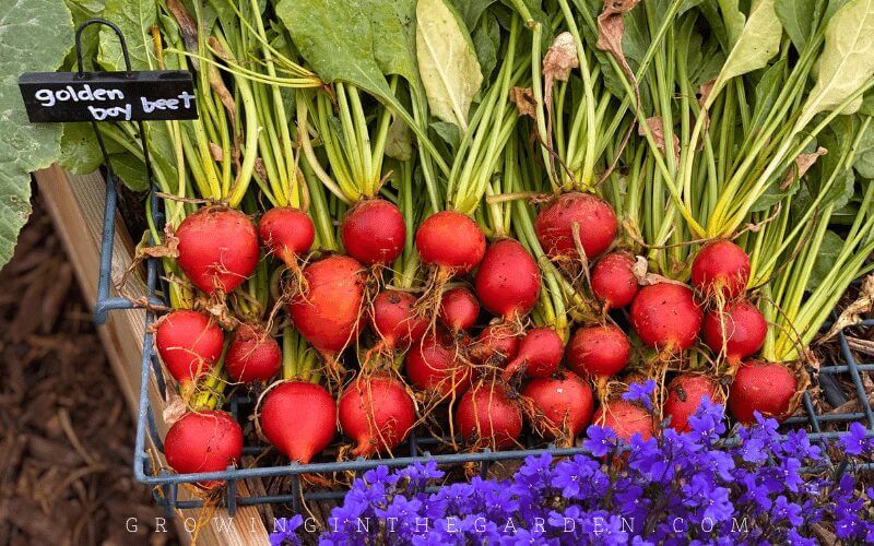 Easy to grow vegetable beets