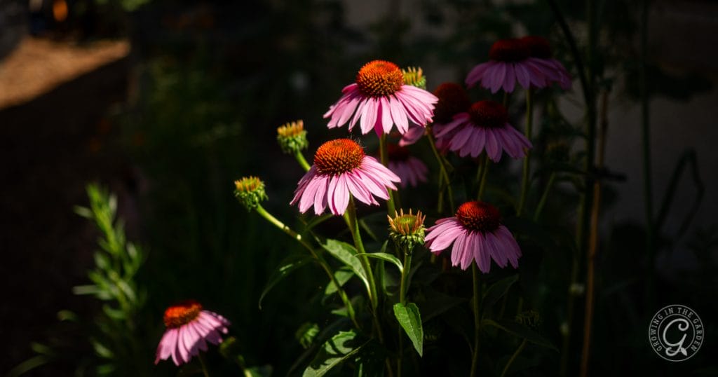 Annual & Perennial Plants to Attract Beneficial Insects & Pollinators