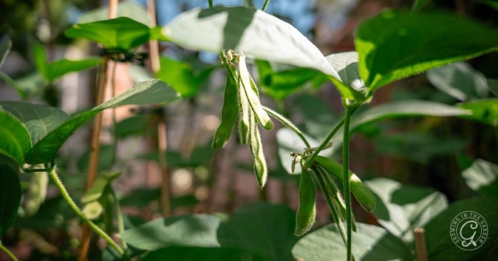 Close-up of green edamame pods growing on a plant, surrounded by lush green leaves in sunlight.