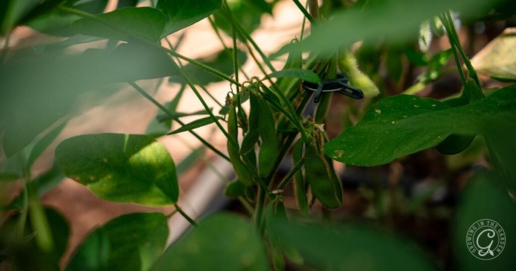 Close-up of green soybeans growing on a plant among leafy stems, with sunlight filtering through leaves—a beautiful snapshot for anyone interested in how to grow edamame at home.