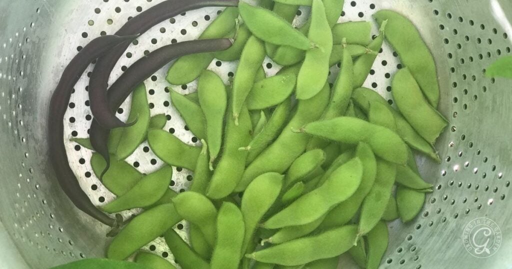 Green and a few dark purple bean pods in a metal colander with small holes, perfect for those interested in learning how to grow edamame at home.