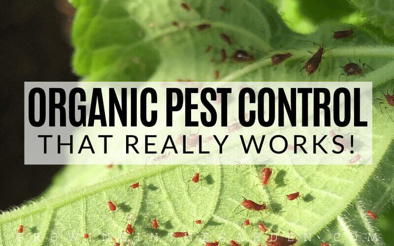 Organic Pest Control That Really Works