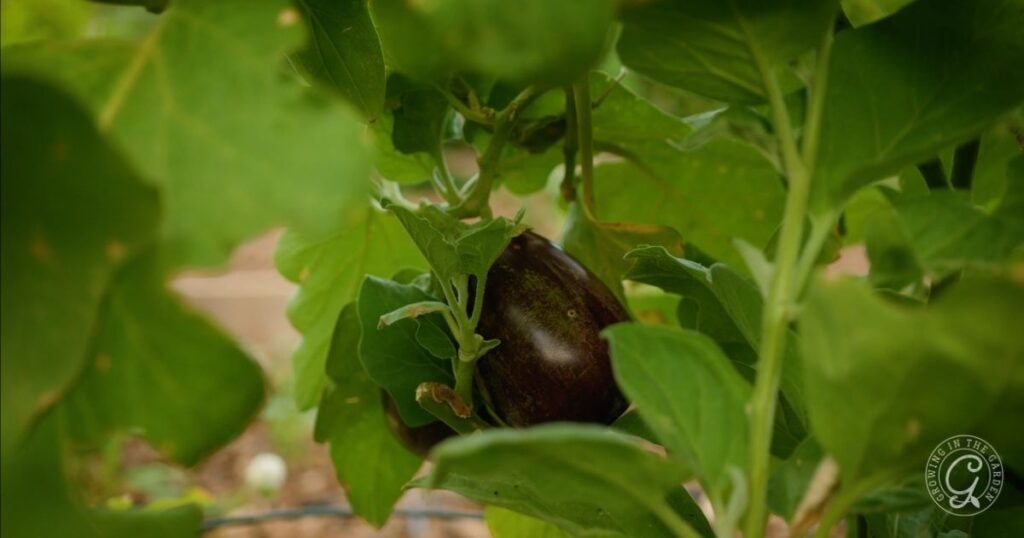 A single eggplant growing on a plant, surrounded by green leaves in a garden.