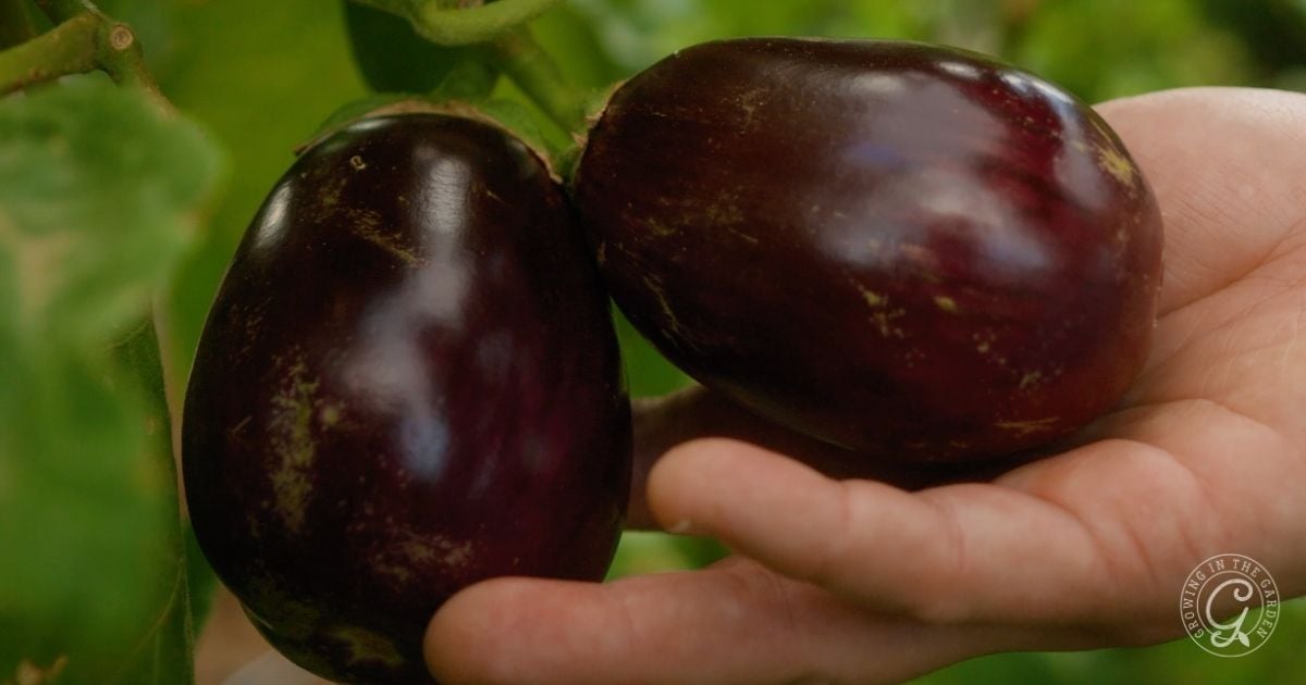 A hand holding two ripe eggplants—vegetables that love hot summers—still attached to the plant, with green leaves in the background.