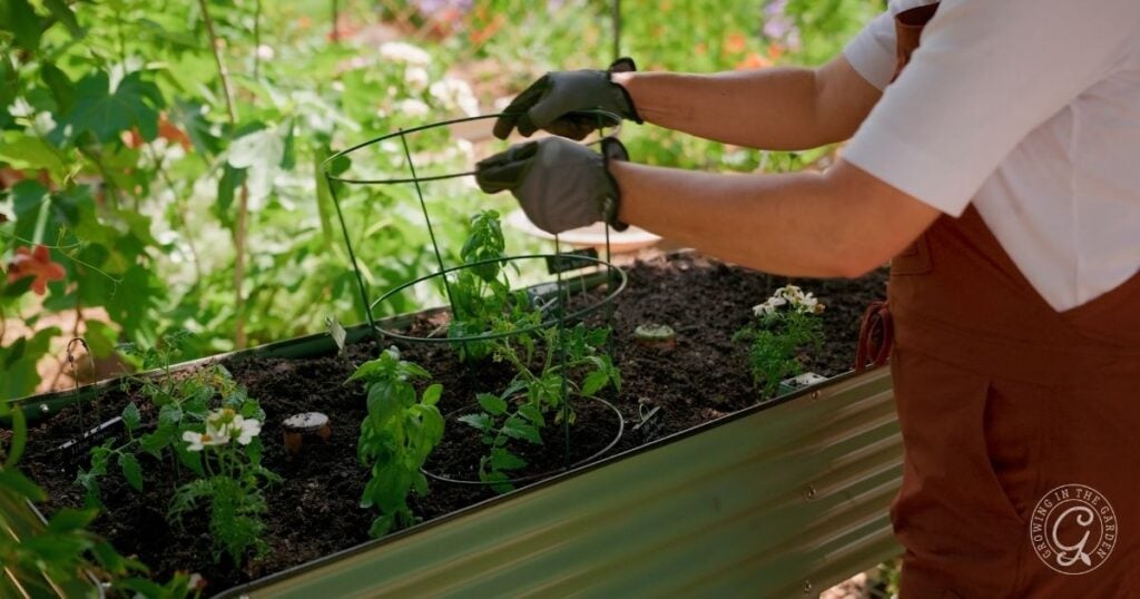Wearing gloves and an apron, a person places a wire tomato cage around plants in an elevated garden bed, surrounded by lush foliage and flowers—perfect inspiration for gardening tips in small spaces.