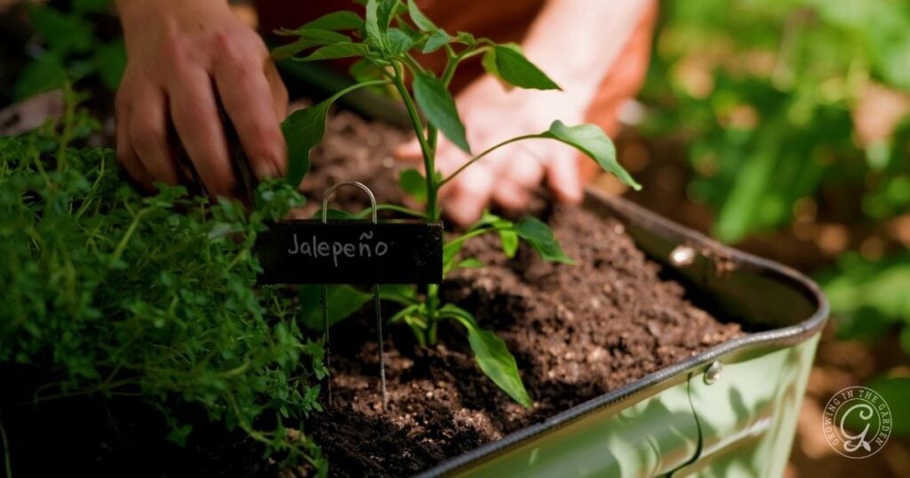 A person tends to a small jalapeño plant growing in rich soil in a metal container, perfect for small spaces. A handwritten sign labeled Jalapeño is placed next to the plant, with green foliage visible in the background.