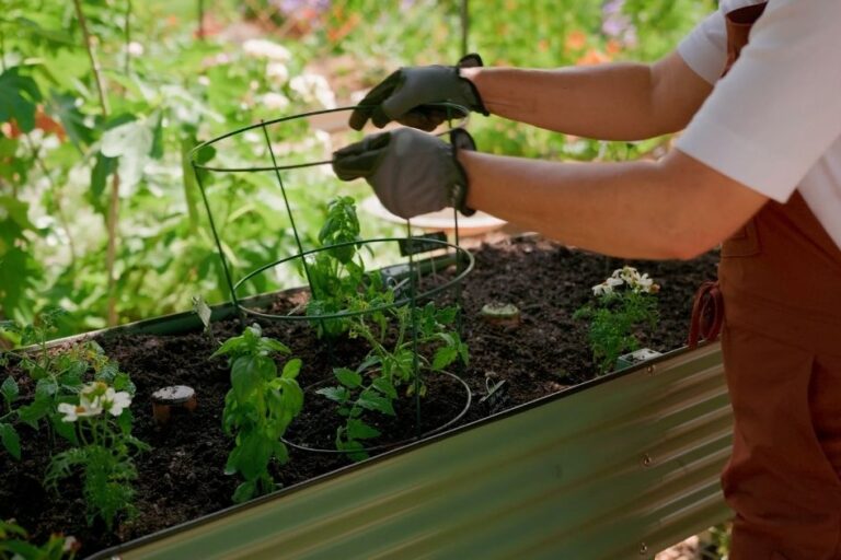 Elevated Garden Bed Tips for Hot Climates featured image