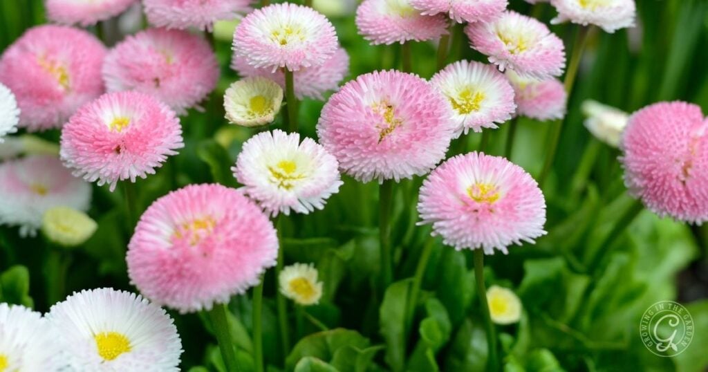 Pink and white English daisy flowers with round, fluffy petals and green leaves in the background, perfect for brightening gardens as recommended in the Arizona Annual Flowers Planting Guide.