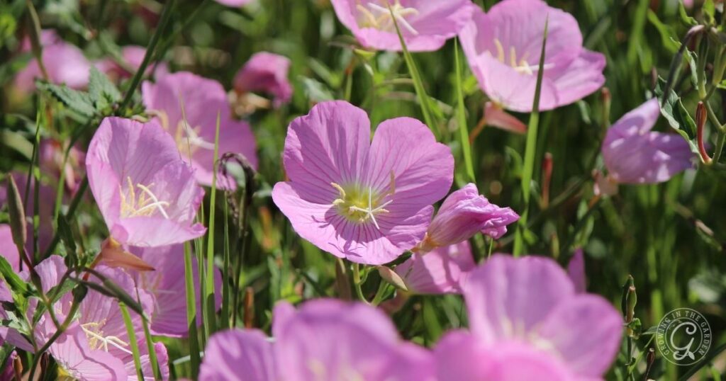 Close-up of pink evening primrose flowers blooming among green grass, as featured in the Arizona Annual Flowers Planting Guide.