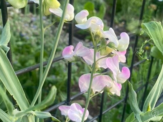 Everlasting Sweet Peas featured image