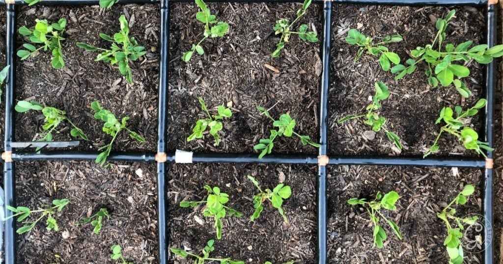 Young green seedlings growing in a grid pattern within a square-foot gardening bed filled with soil—an ideal setup for learning how to grow peanuts efficiently and maximize your harvest in limited space.