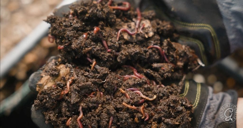 Frequently Asked Questions About In-Bed Vermicomposting