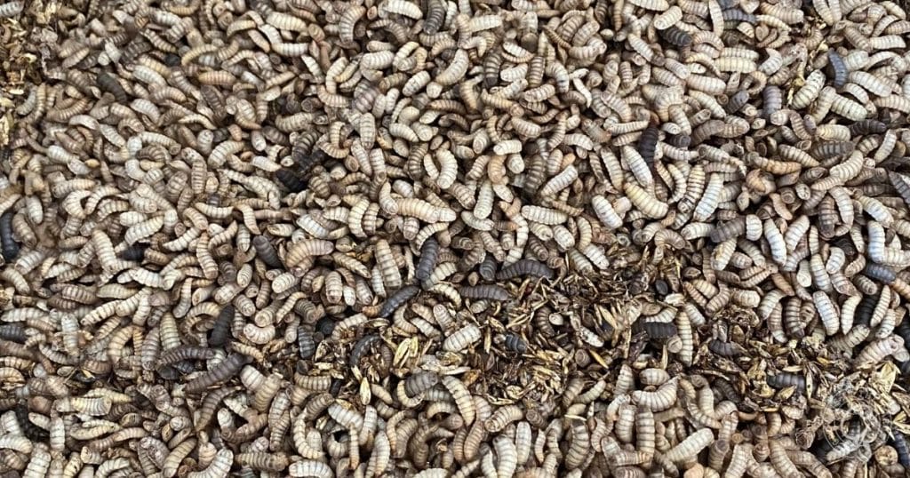 Frequently Asked Questions About In-Bed Vermicomposting