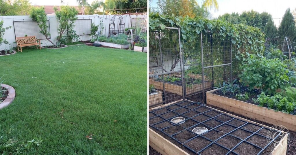Split image: left side shows a grassy backyard, right side shows raised garden beds with plants and trellises—ideal for anyone learning how to kill Bermuda Grass and transform their space into a lush, productive garden.