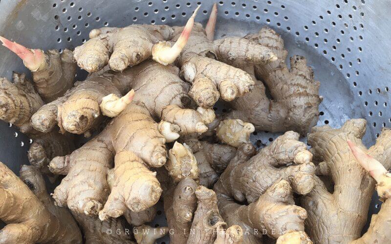 Fast and Easy Ways to Pre-Sprout Ginger & Turmeric