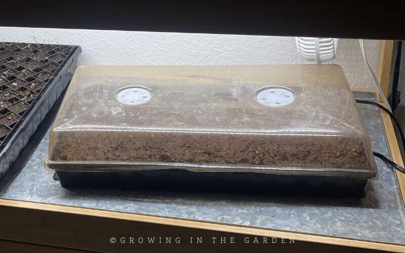 Place humidity dome on top. Put on a heat mat under your seed starting lights. 