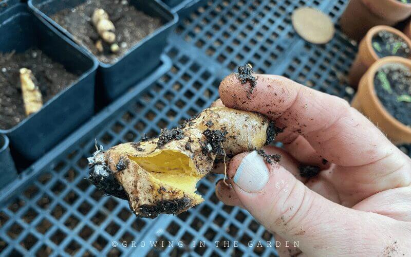 Dispose of any rotted ginger or turmeric. 