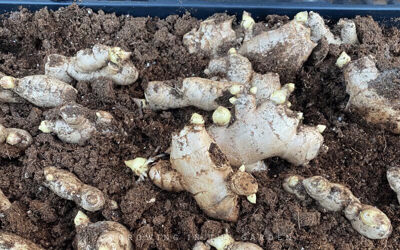 Sprouts (and roots!) should appear within 1-3 weeks. 