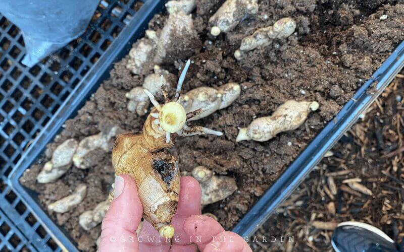 Turmeric and ginger both require a long frost-free growing season. To get a head start, pre-sprout ginger and turmeric indoors.