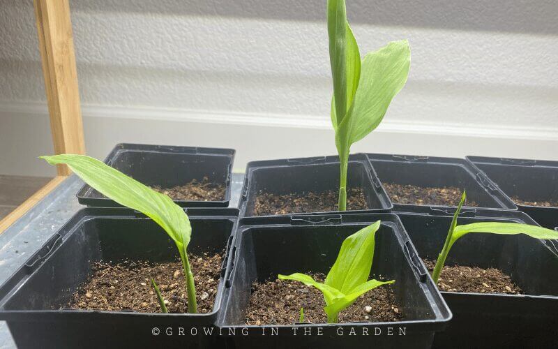 Turmeric and ginger both require a long frost-free growing season. To get a head start, pre-sprout ginger and turmeric indoors.