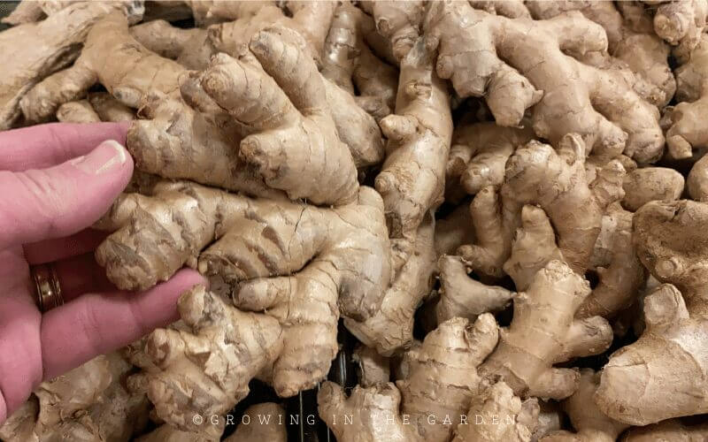 Fast and Easy Ways to Pre-Sprout Ginger & Turmeric