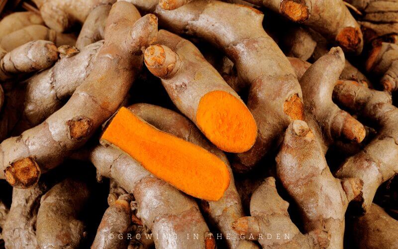 Organic ginger and turmeric are often available at farmer’s markets or grocery stores.