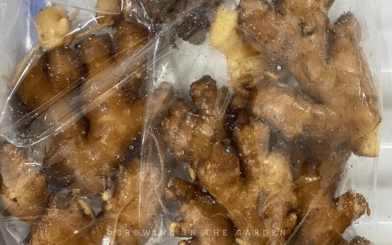 Place sterilized ginger in a plastic bag with several damp pieces of paper towel, and seal the bag. 
