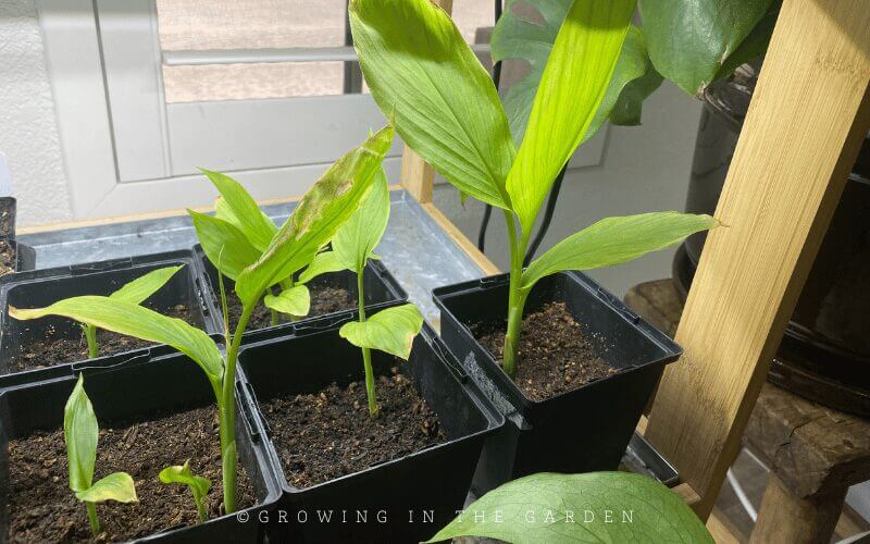 Turmeric and ginger both require a long frost-free growing season. To get a head start, pre-sprout ginger and turmeric indoors.