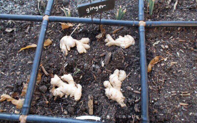 If it is warm enough to plant outside, plant the turmeric and ginger. 