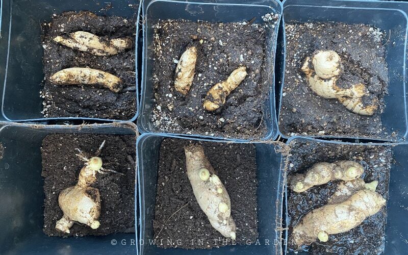 Still waiting for your last frost? Pot up the sprouted rhizomes in 6-inch pots. (These are the pots I use from Bootstrap Farmer.) 