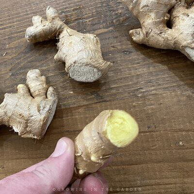 Freshly cut ends of ginger need to heal over before planting