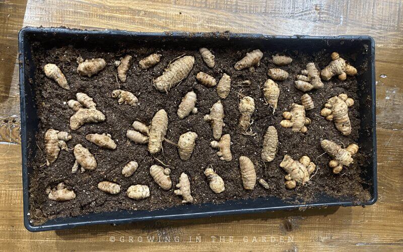 Fill a tray with moist, sterile potting mix. Nestle the sterilized ginger in the potting mix so it is mostly covered. 