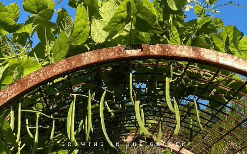 Kentucky Wonder Pole Bean