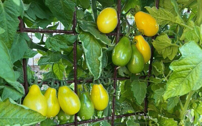 Yellow Pear Tomatoes