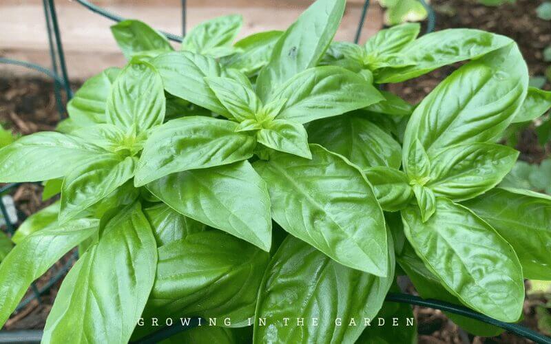 Emerald Towers Basil