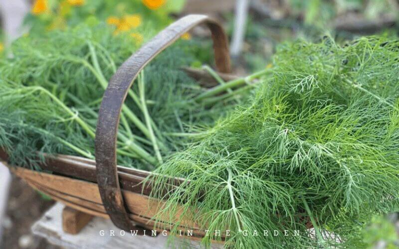 Bouquet Dill