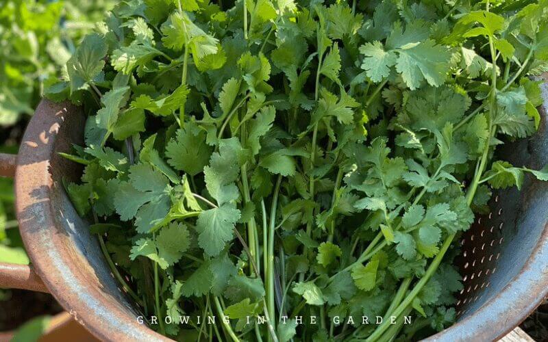 Slow Bolt Cilantro