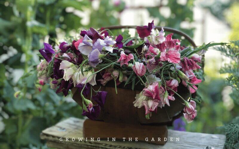 Sweet Pea Perfume Delight