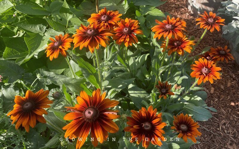 Cherokee Sunset Rudbeckia