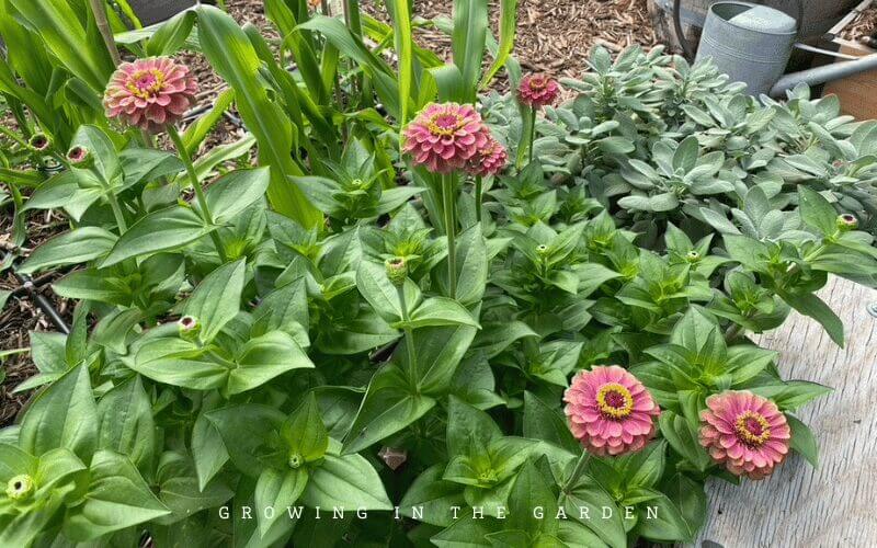Queeny Orange Lime Zinnia